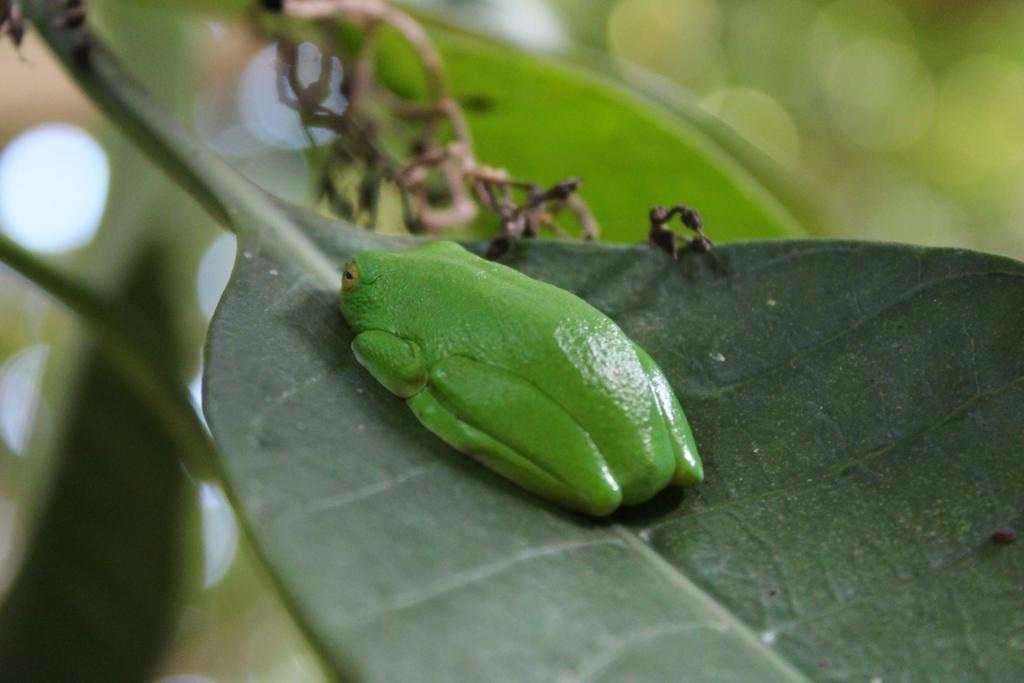 Devocean Eco Adventure Lodge Ponta do Ouro Eksteriør bilde